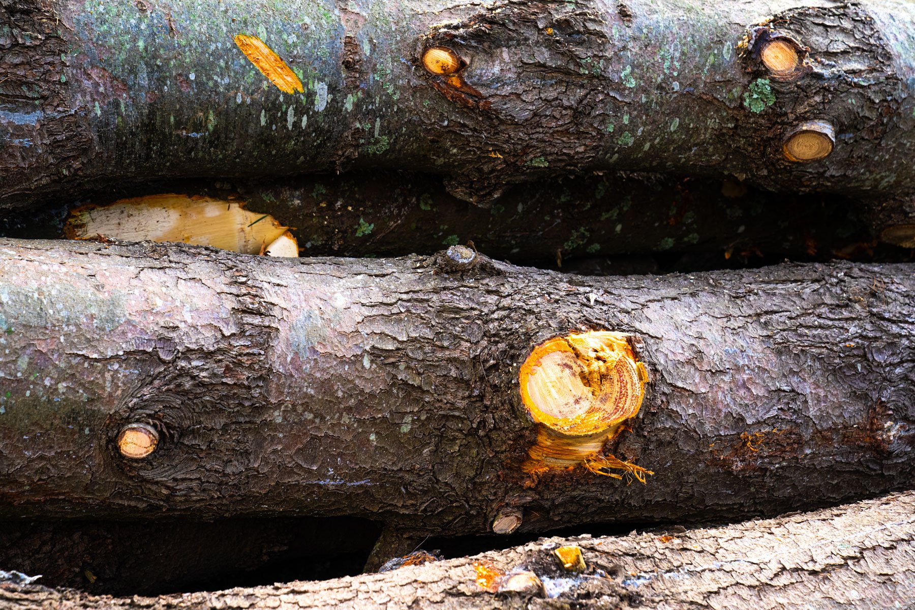 tree bark helps protect a tree's vital systems