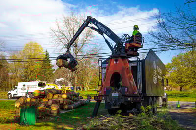 tree removal cleanup truck 3