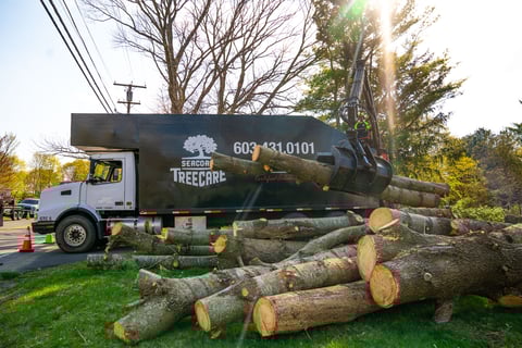 trees being removed from along a property line