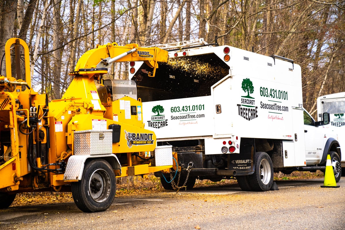 tree removal company puts limbs in wood chipper