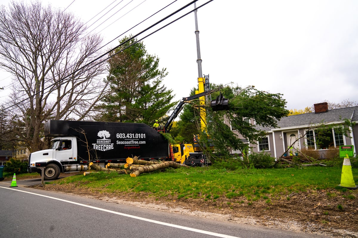 tree removal team lifts limbs into front yard