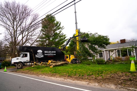 Processional tree removal