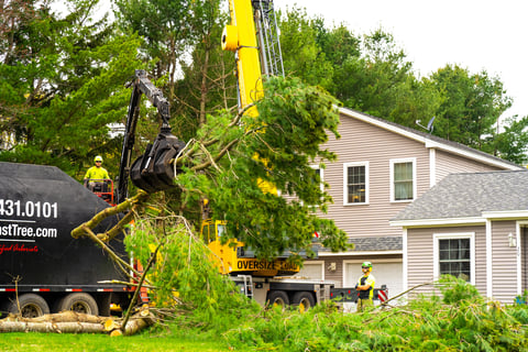 tree being moved by a crane near a house