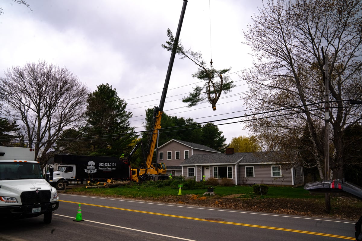 tree removal crane moves branch