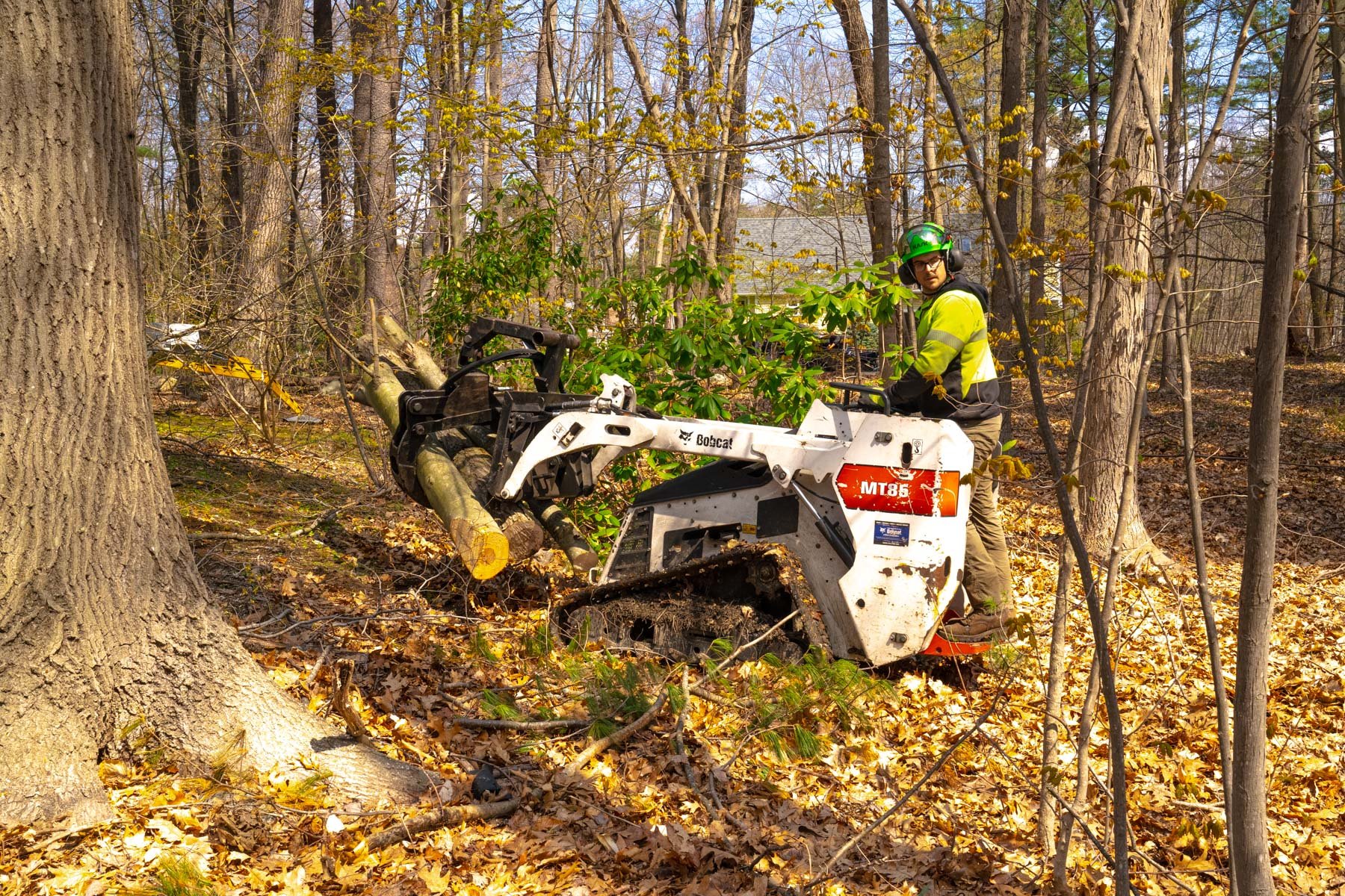tree removal crew excavator