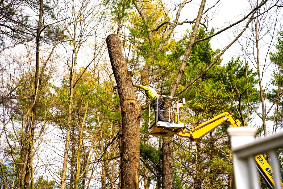 tree removal crew in lift removing tree