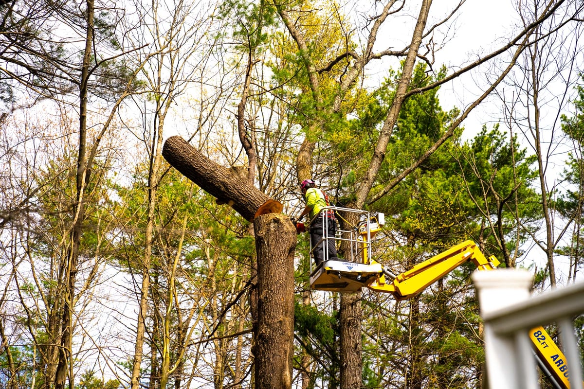 tree removal crew in lift with chainsaw