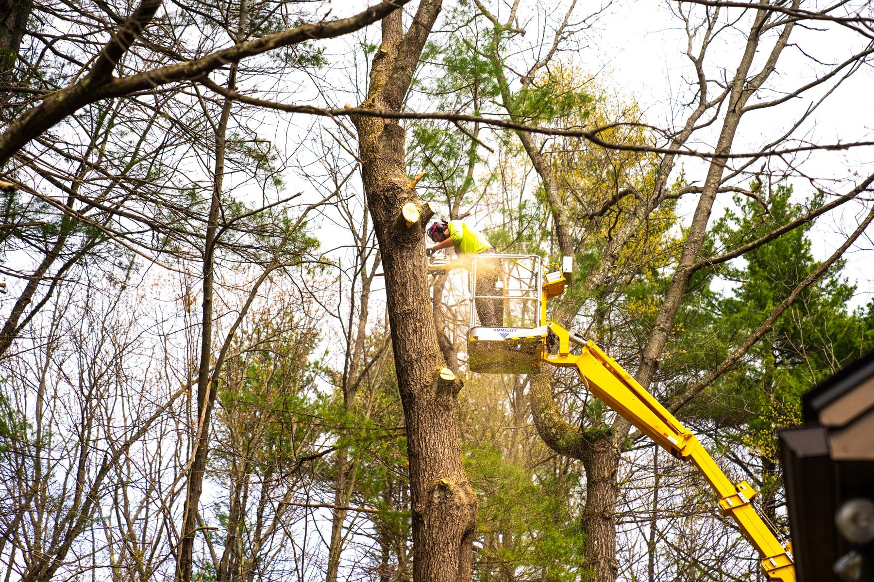 cutting a tree using a chainsaw