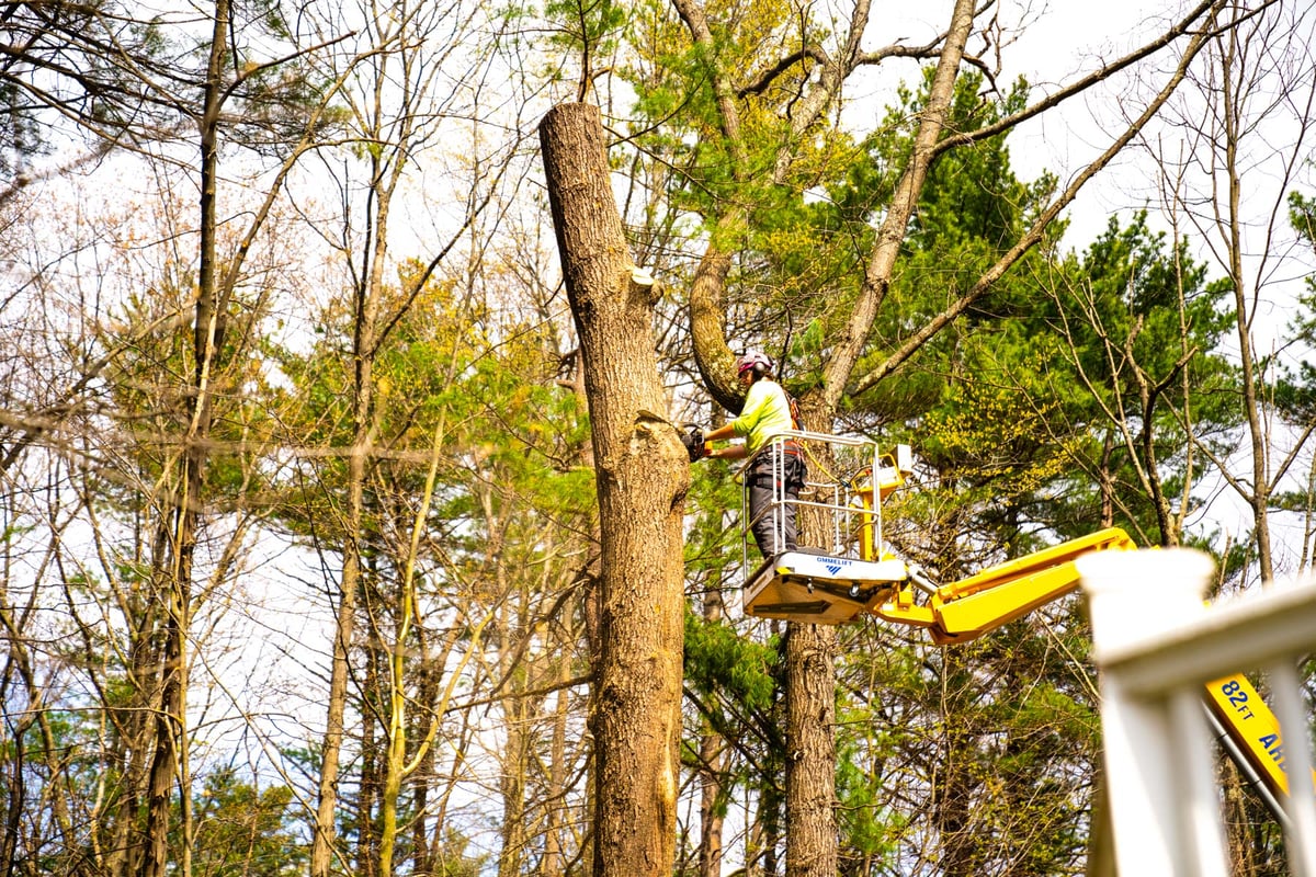 tree removal crew in lift with chainsaw