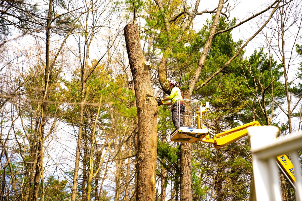 tree removal crew lift chainsaw 9