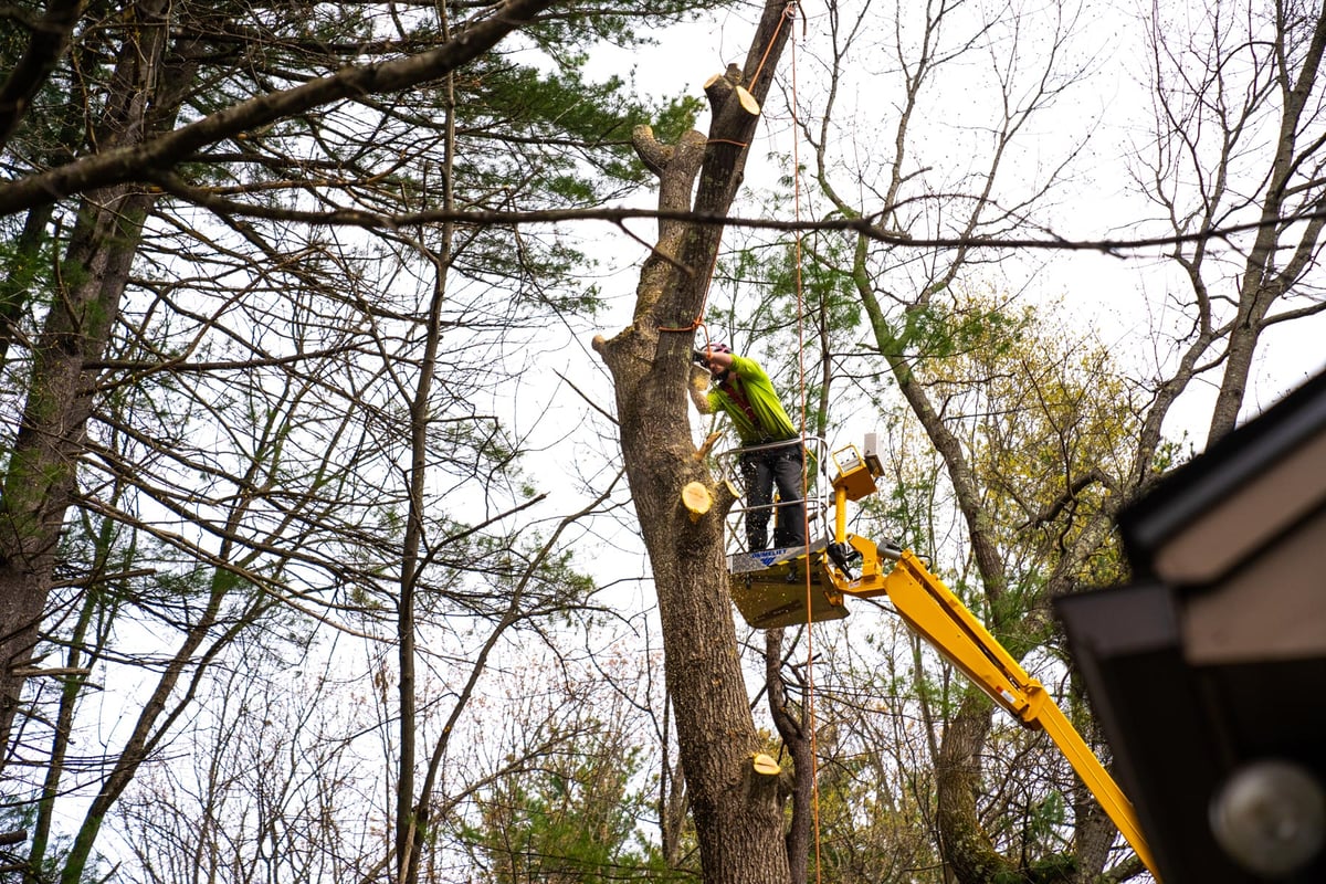 tree removal crew cuts down dead tree
