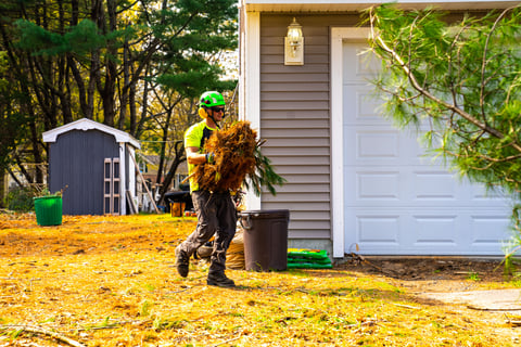 Landscaper in New England lawn cleaning up tree debris
