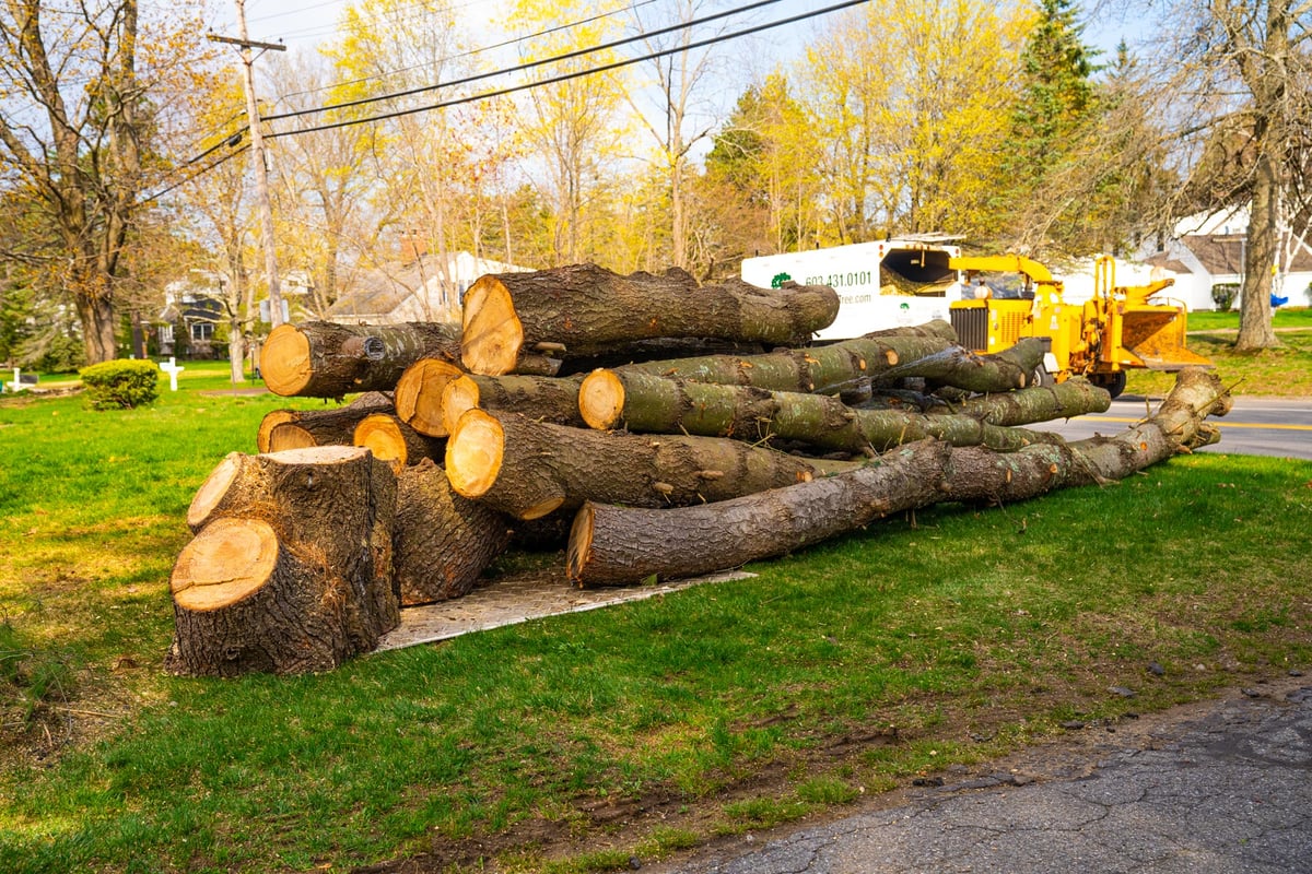 logs in pile after tree removal