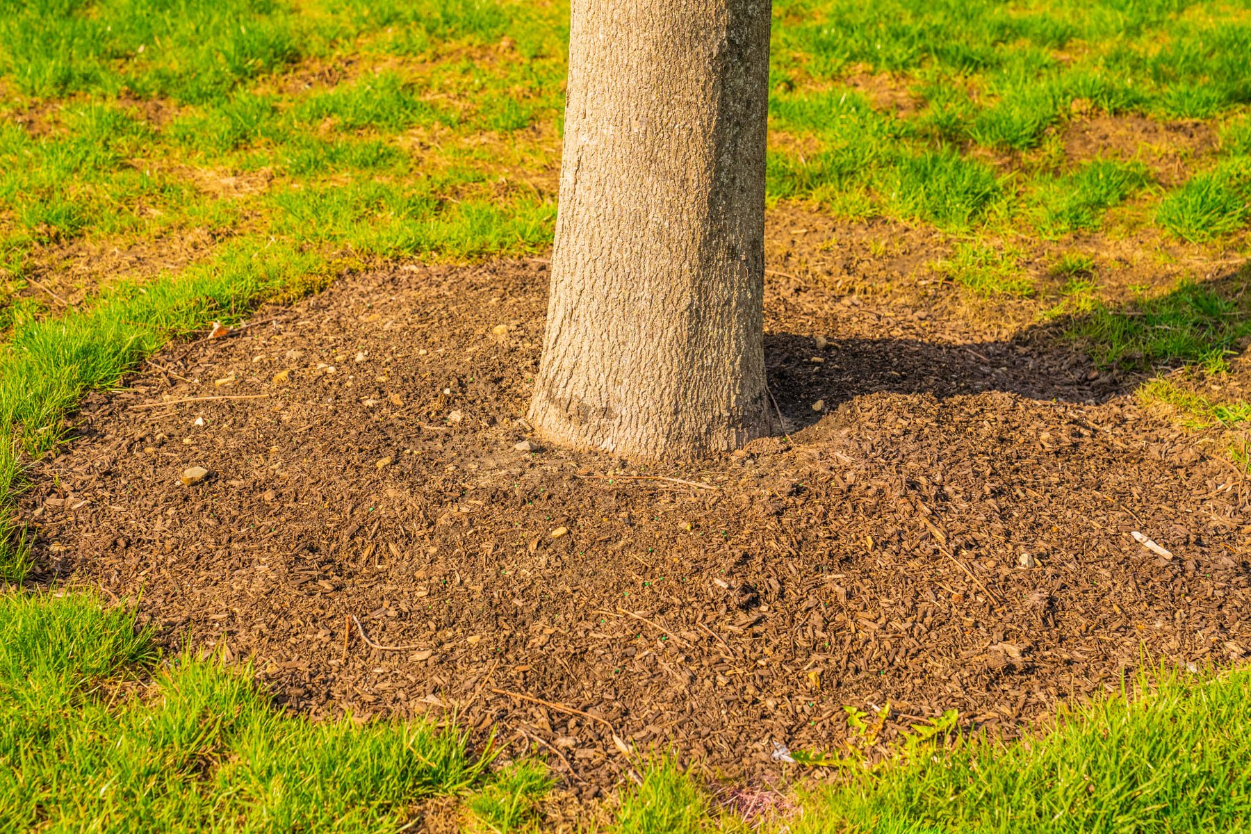 mulch ring around a tree's roots can help protect it in winter