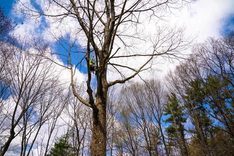 large trees should be pruned regularly to avoid damaging power lines