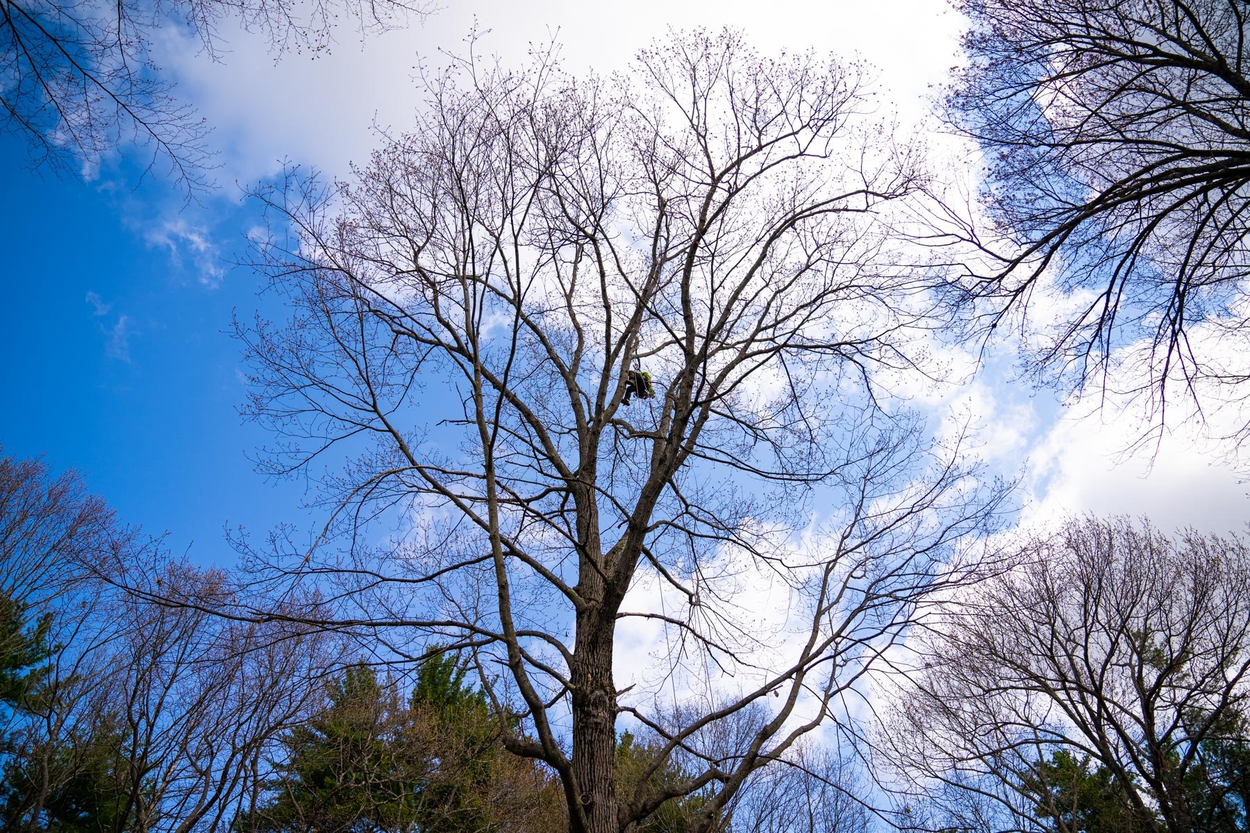 a tree crew performing work in a tree with no leaves during the dormant season