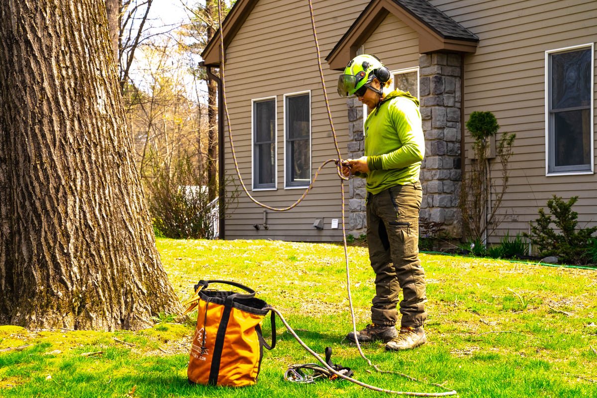 tree service crew climber preparing to climb tree