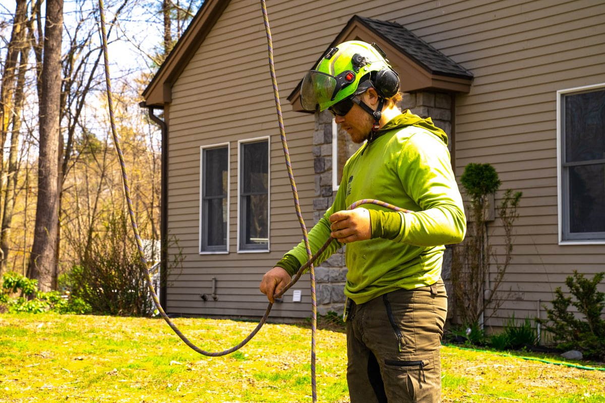 tree service climber prepares to climb tree