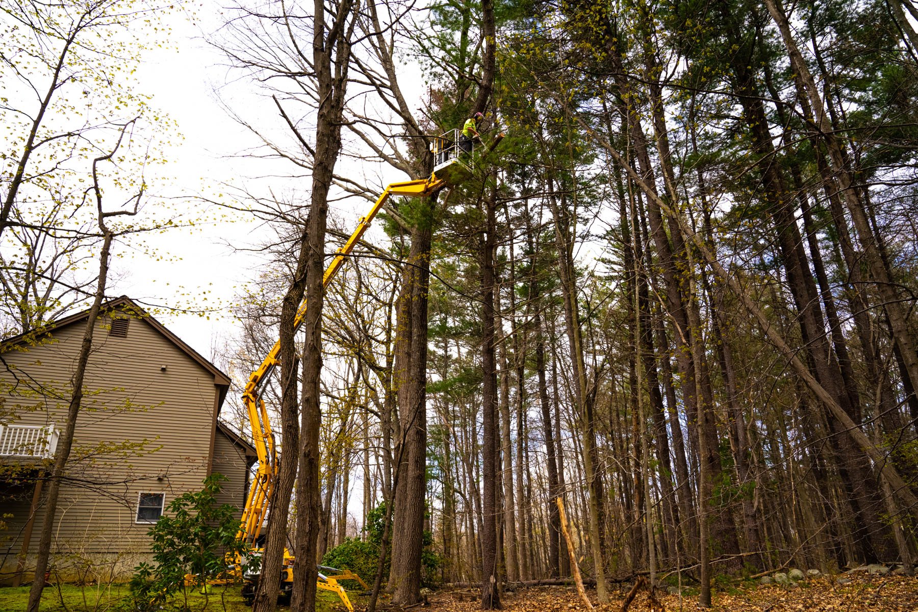 tree service crew addresses a leaning tree