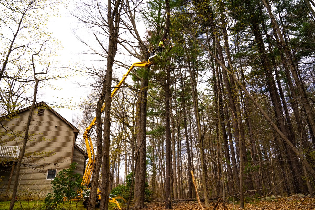 tree service team goes in lift