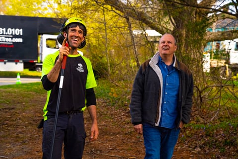 Tree pruning professional looking at trees