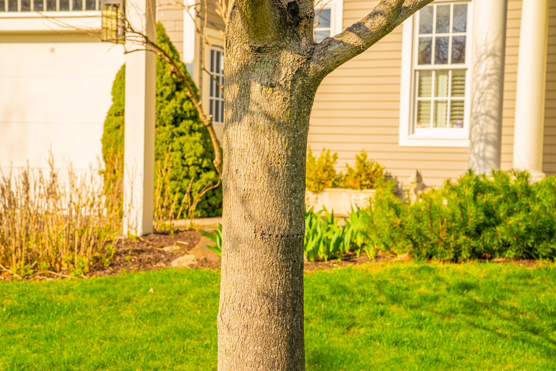 tree wrap helps trees grow into mature specimens