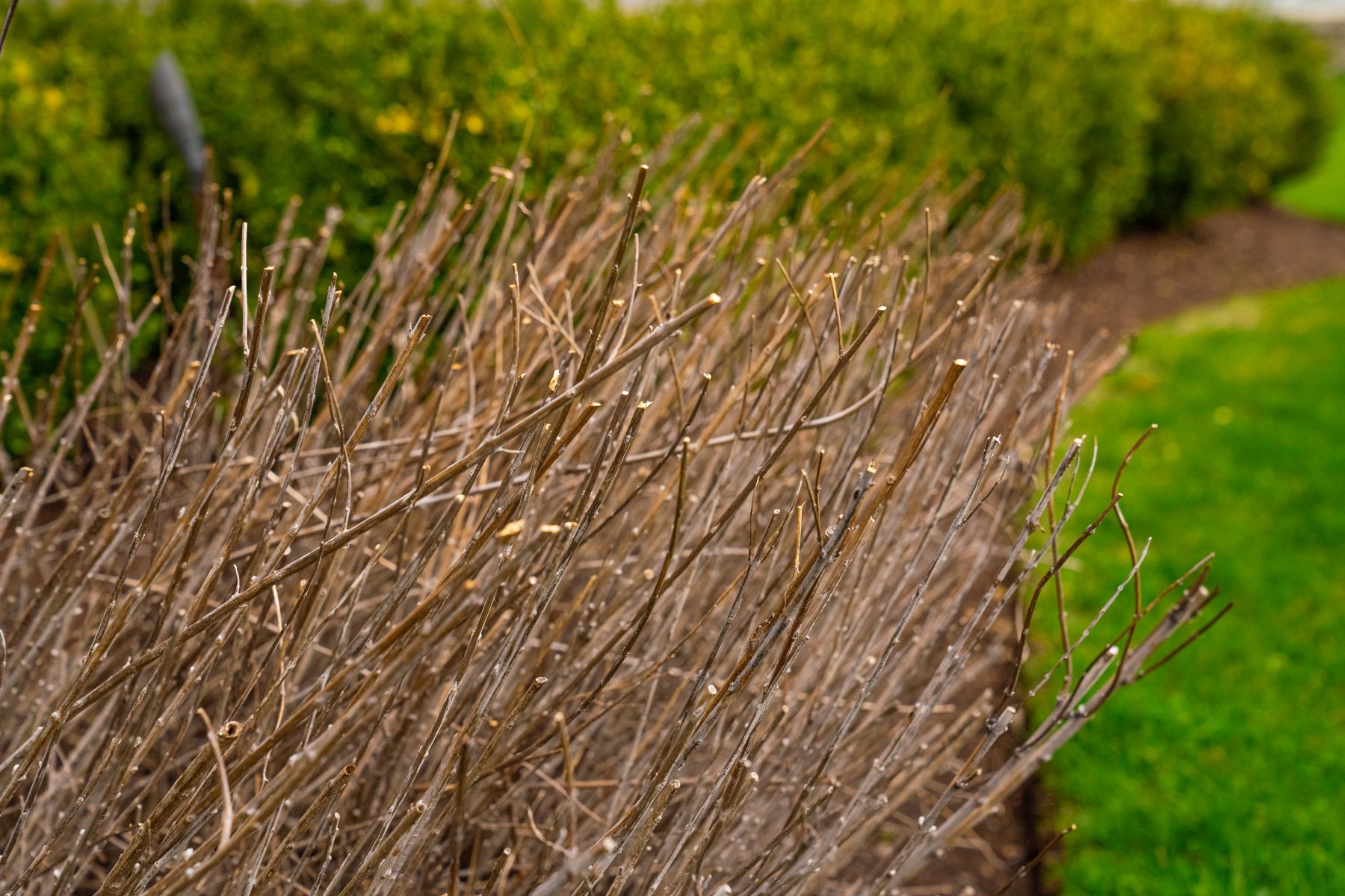 dormant shrubs after being pruned