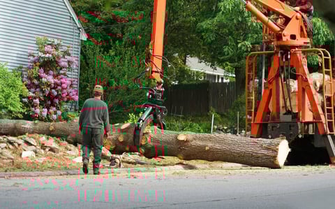 Tree service removing tree