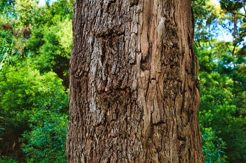 Tree with damage