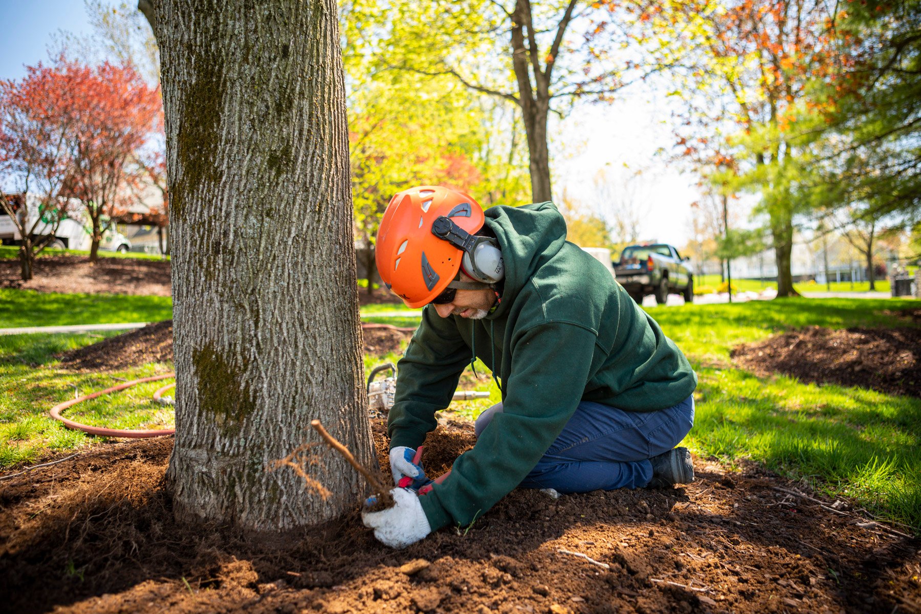 tree care technician pruning roots in compacted soil