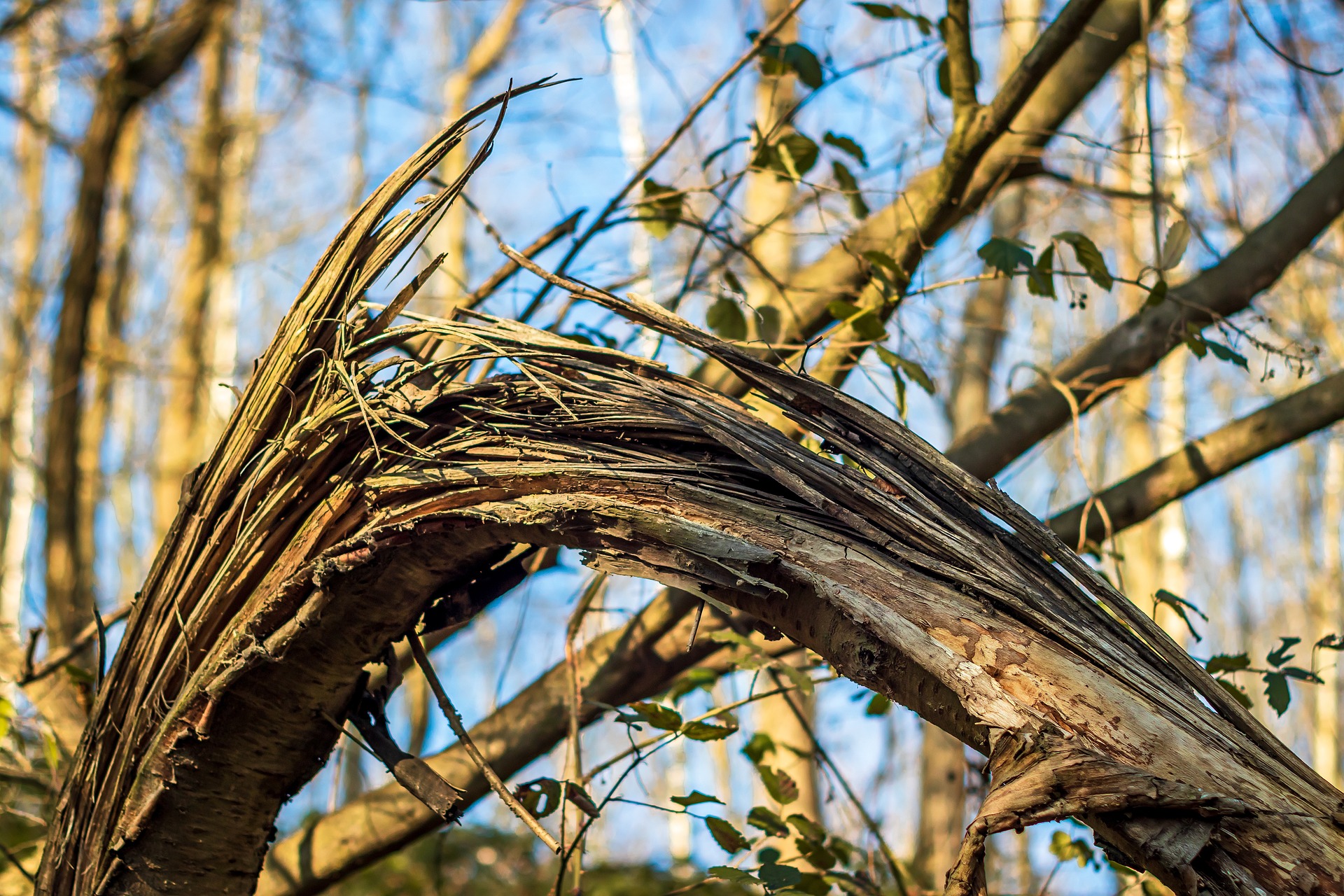 branches  broken by a storm can pose risks to power lines