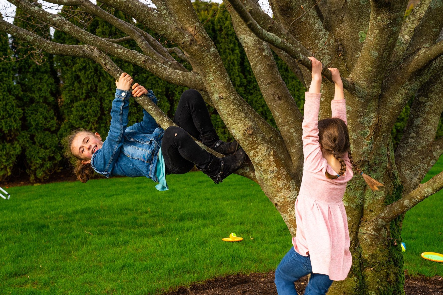 Children playing in tree in yard