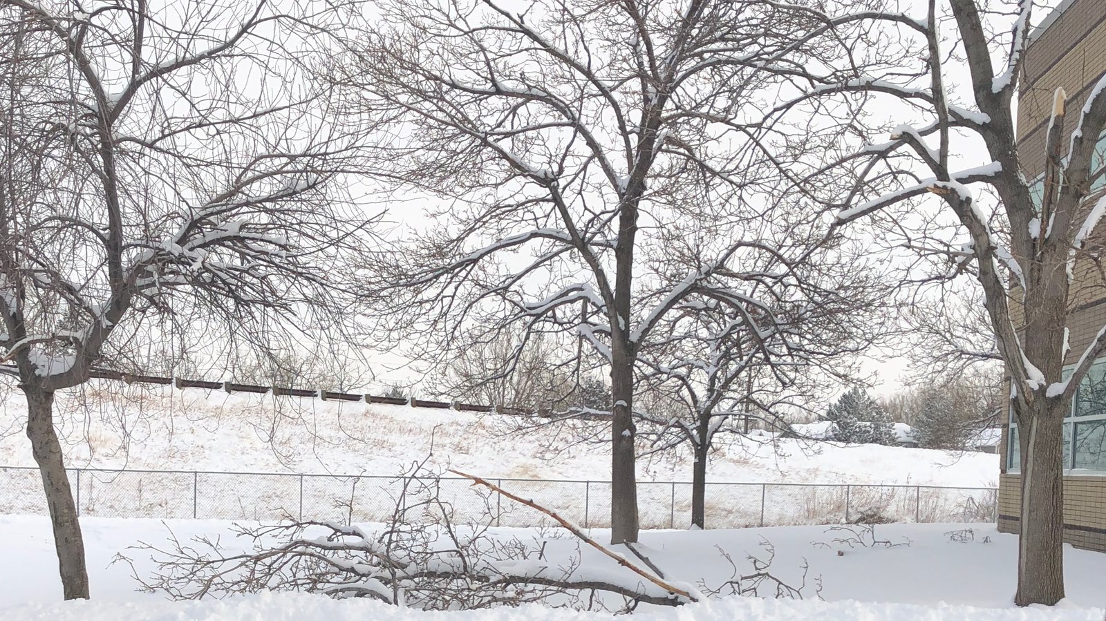 snow and ice damage can harm tree branches