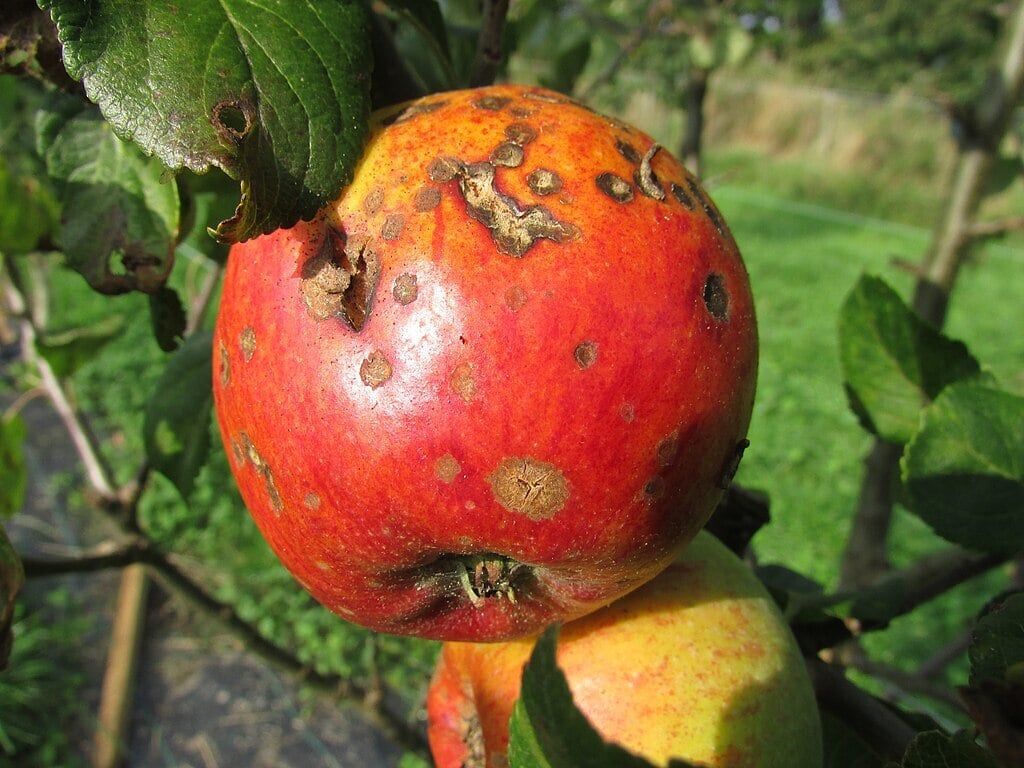 apple scab fungus affecting an apple fruit