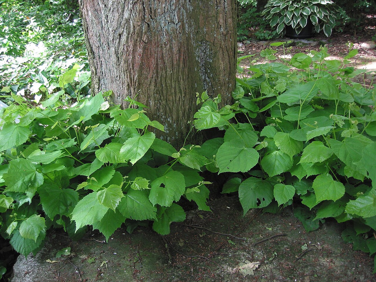 tree suckers on a linden tree