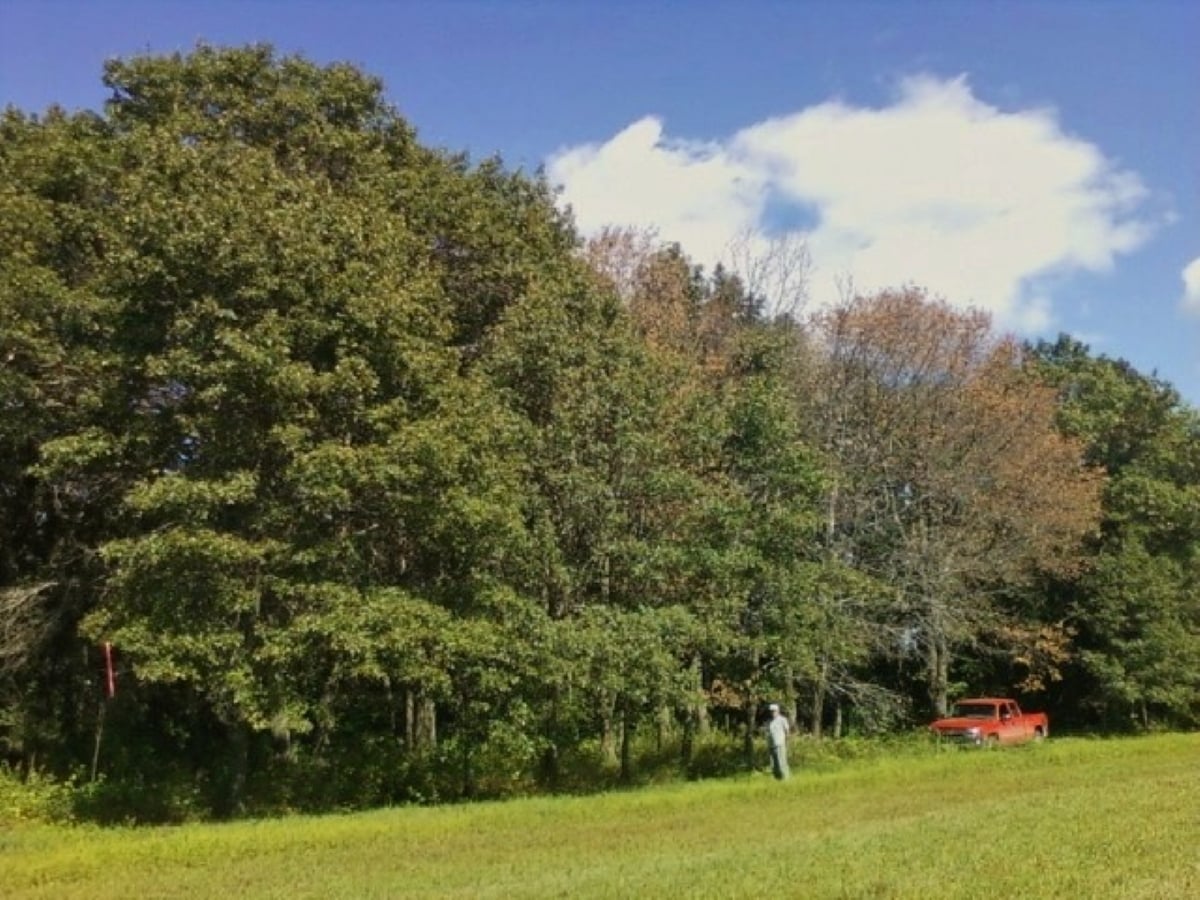 line of trees affected by oak wilt
