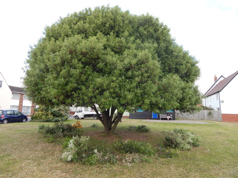 proper pruning is critical