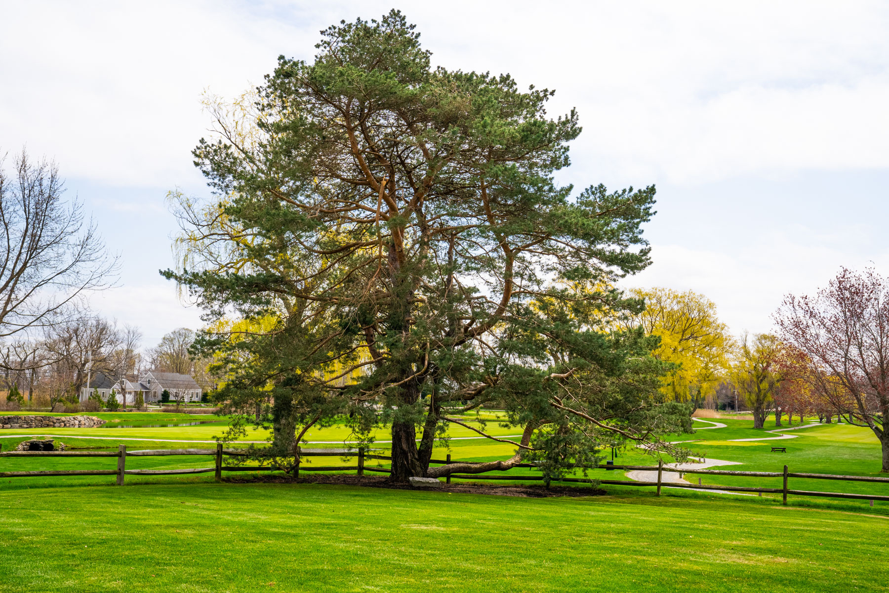 nice lawn scotch pine 2