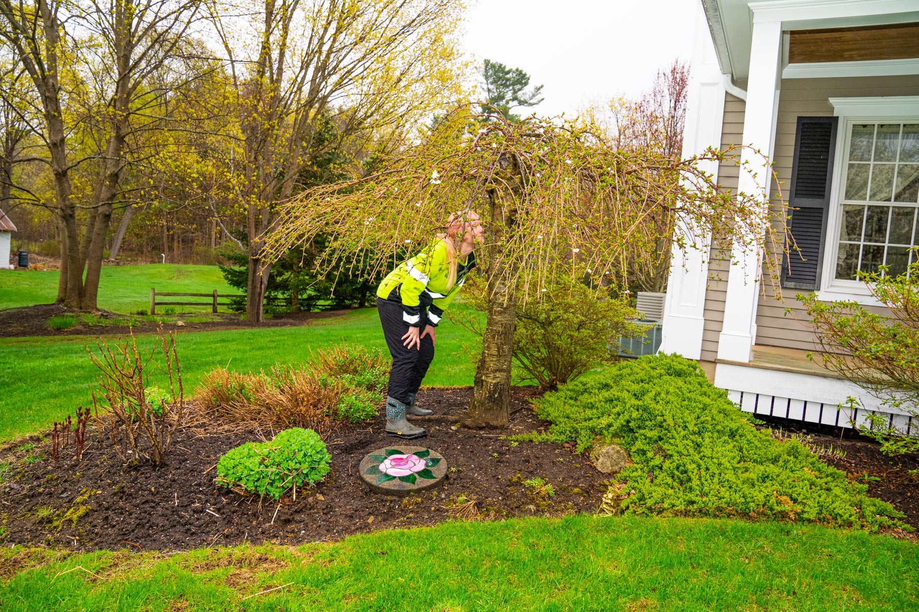 plant health care technician inspects small tree