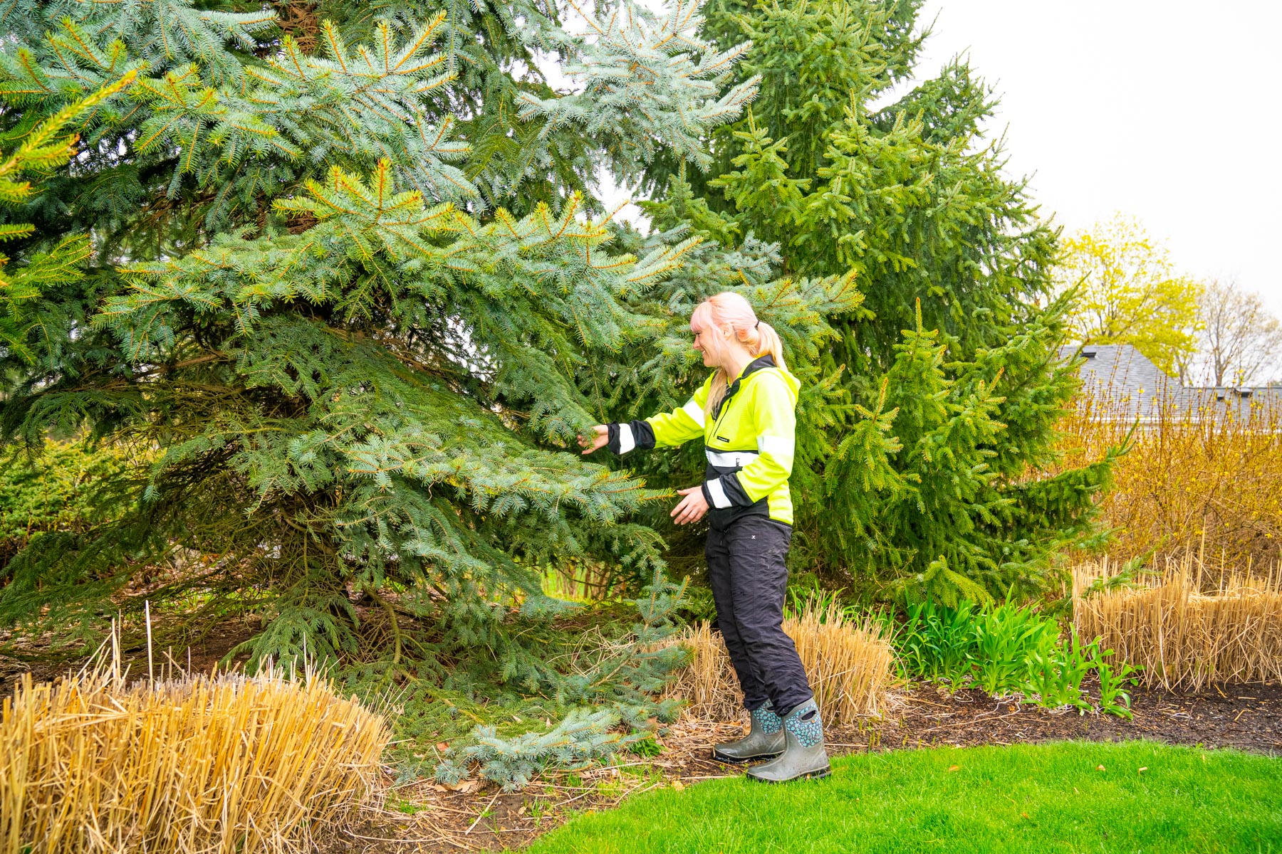 plant health care technician inspecting tree