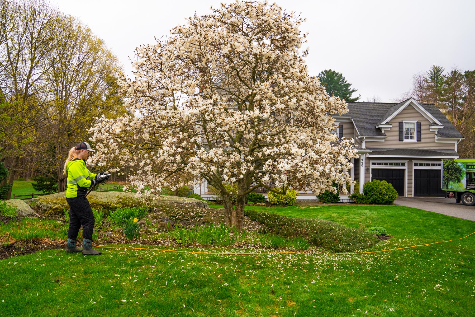 Tree care technician spraying tree