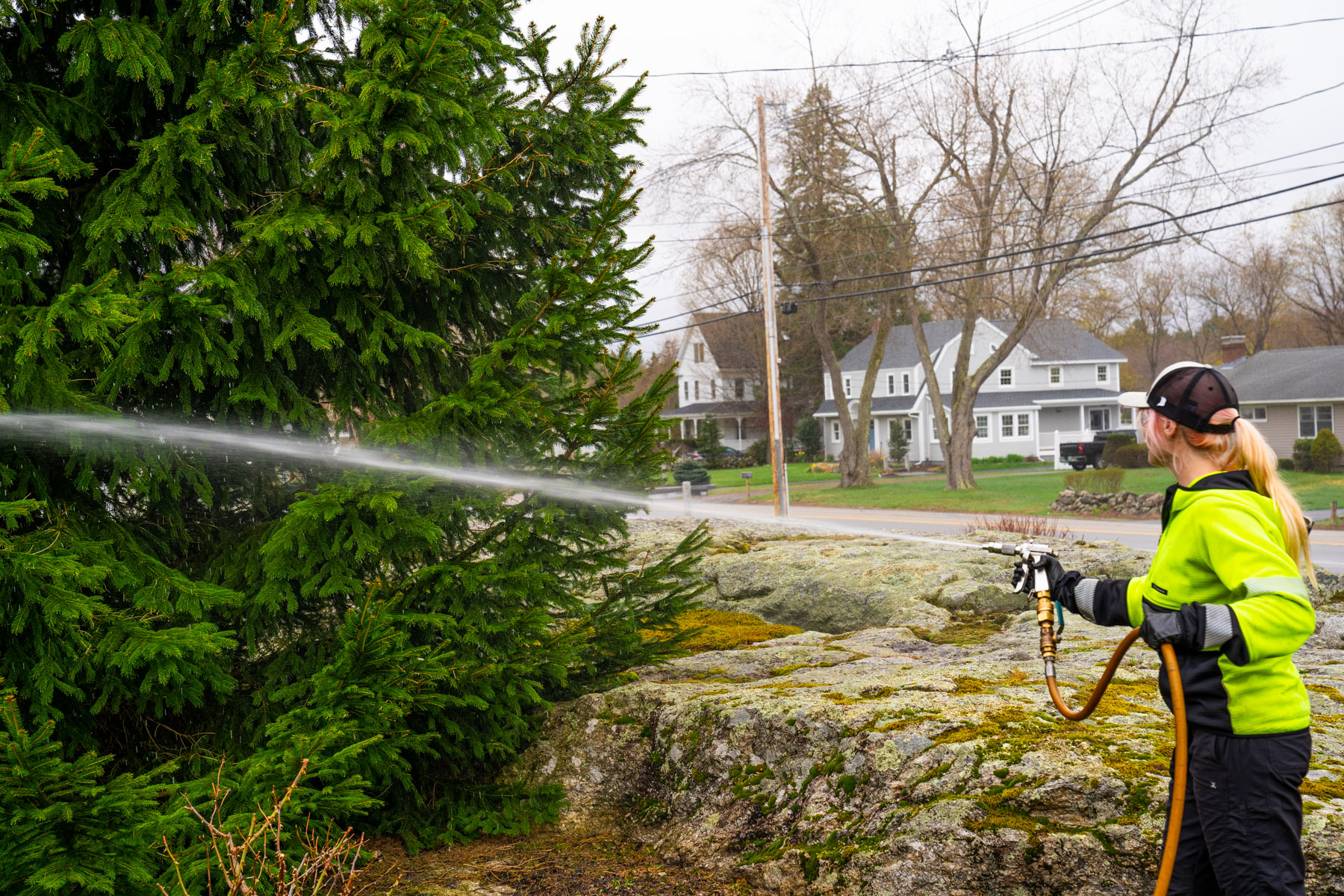 plant health care technician spraying norway spruce