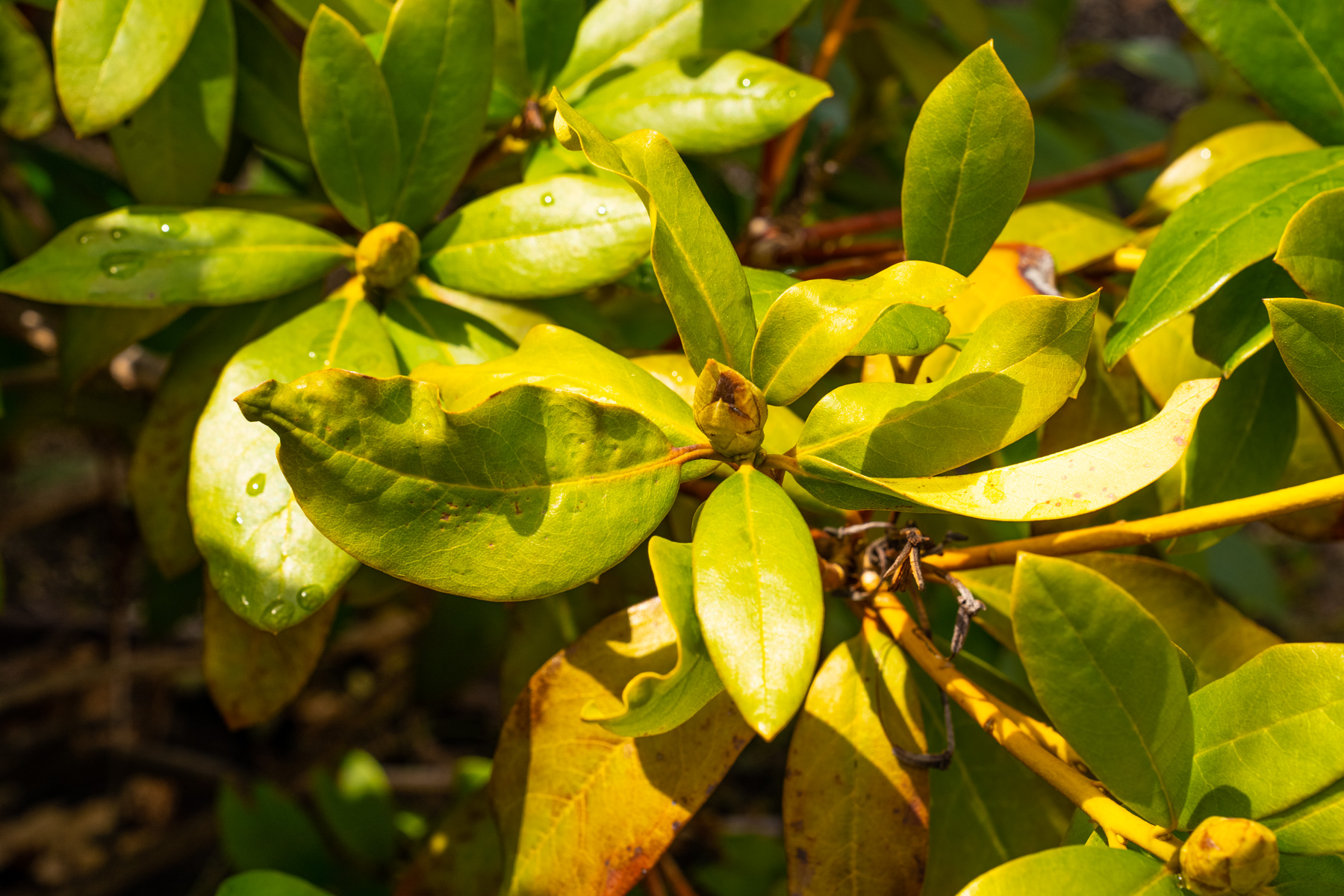 rhododendron damage