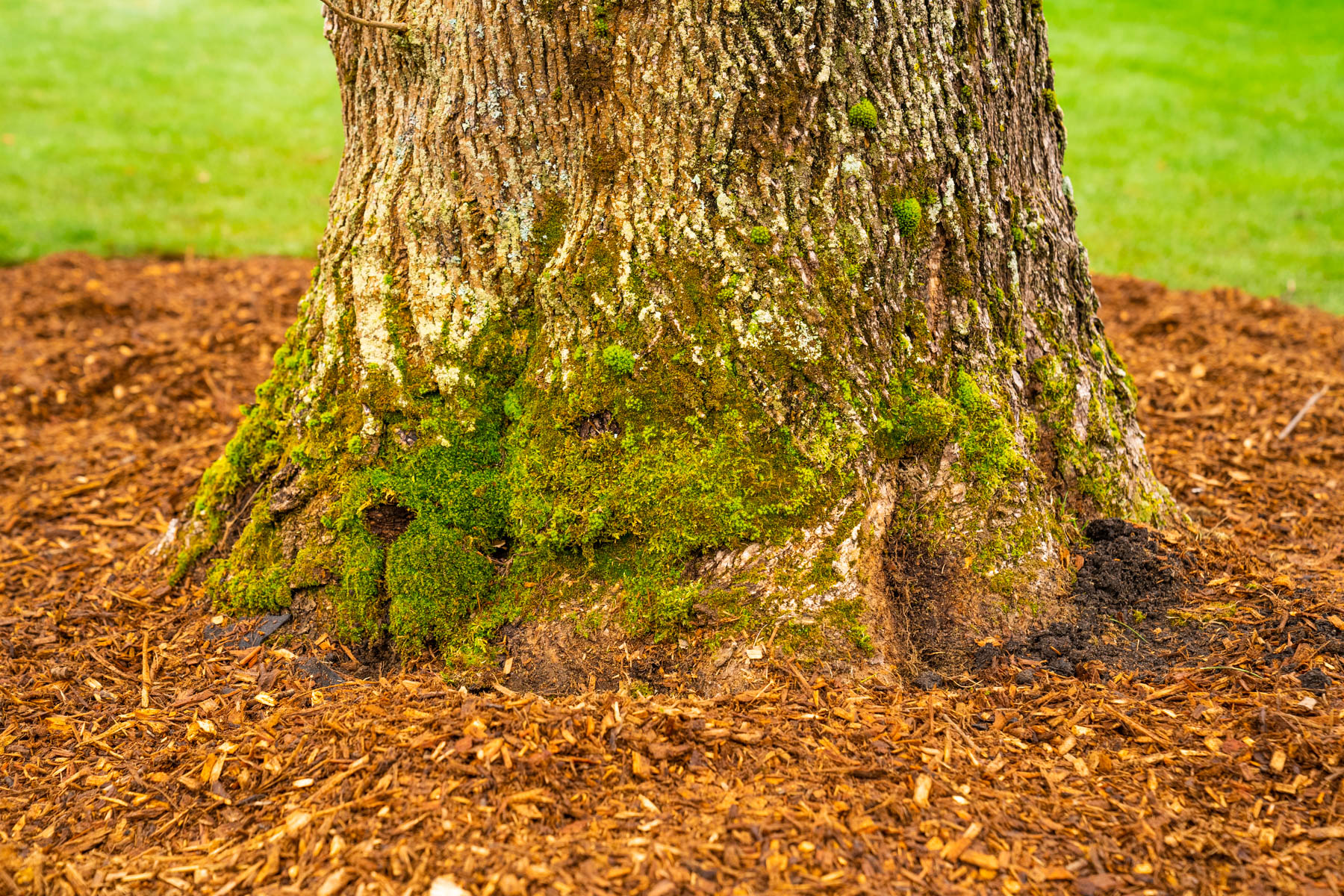 tree bark tree trunk moss 2