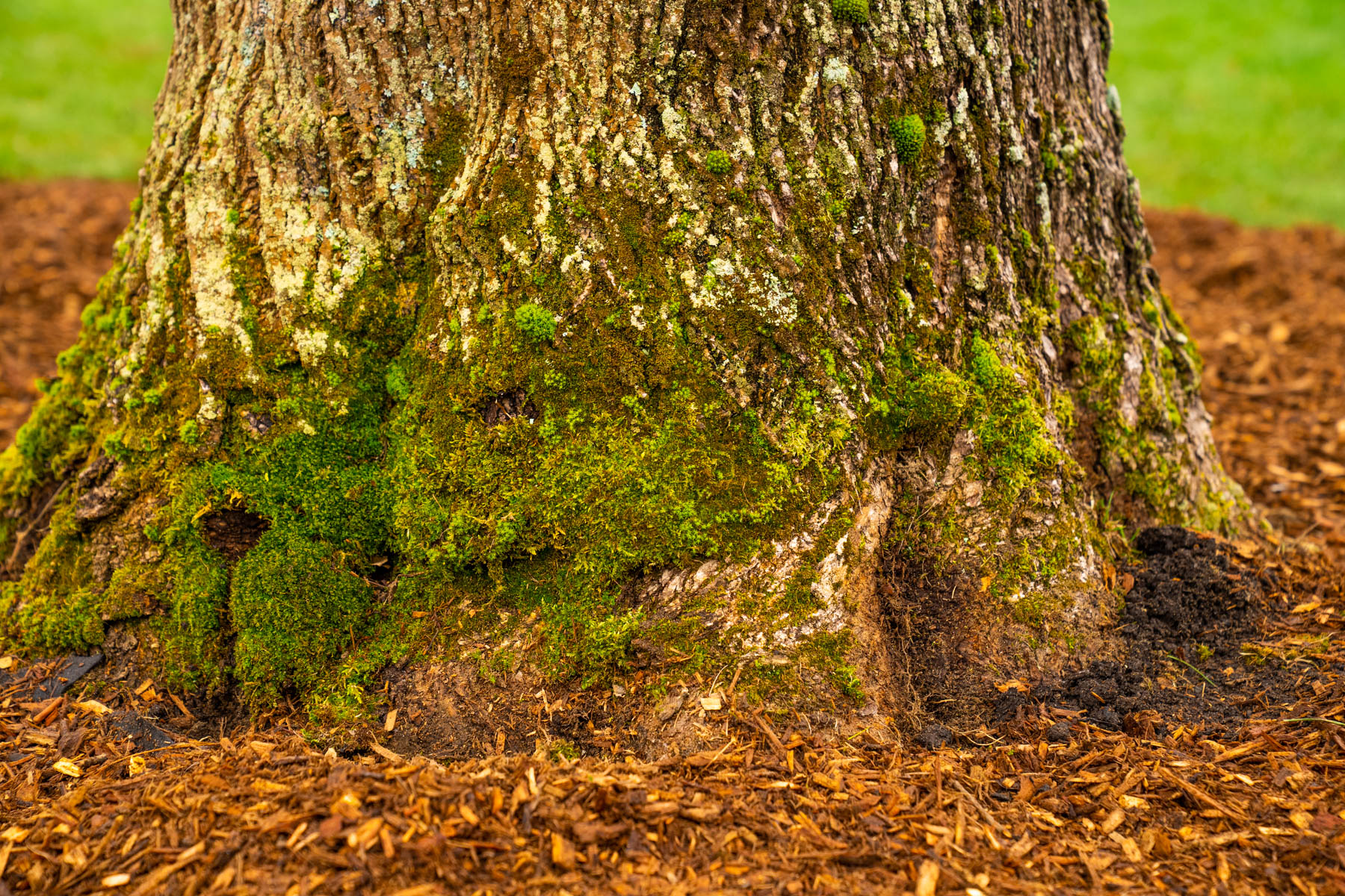 tree bark tree trunk moss