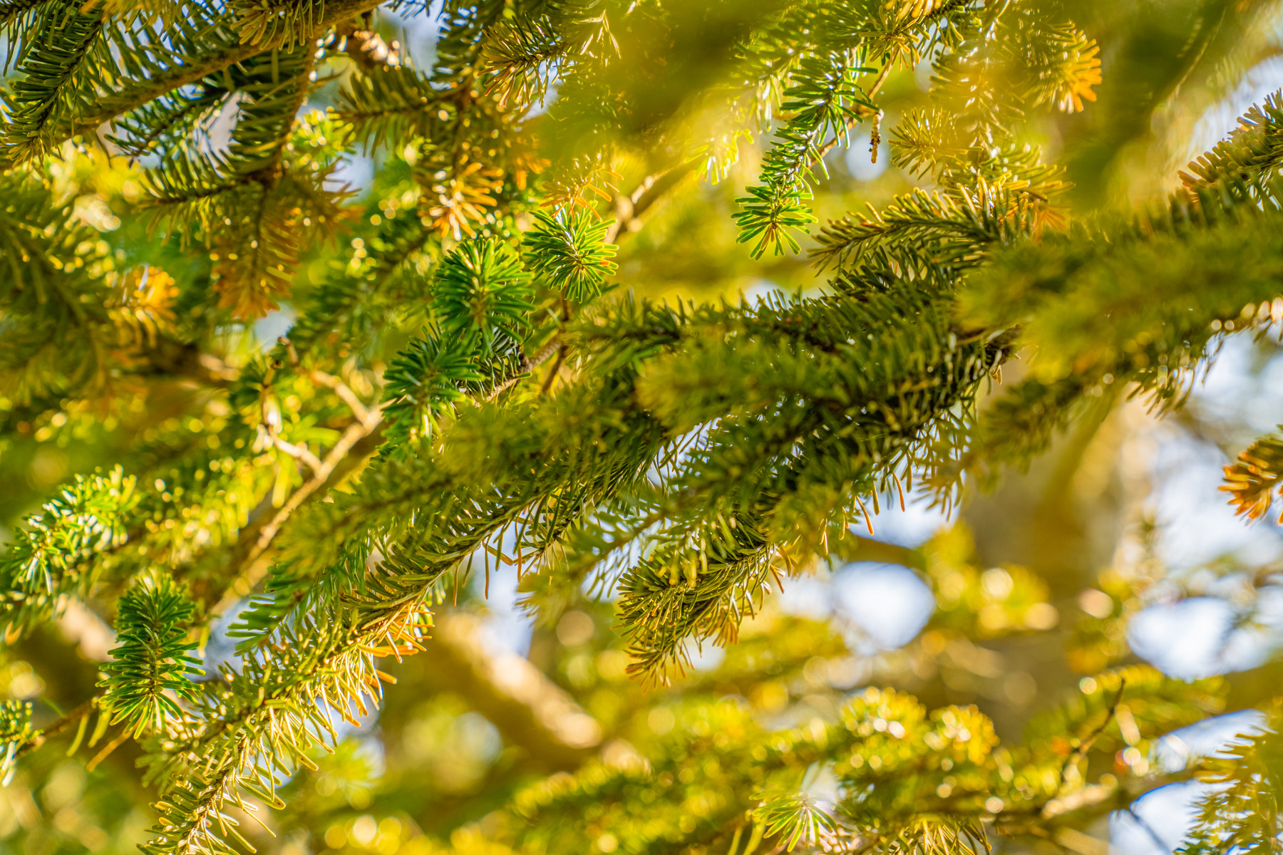 tree canopy sunlight evergreen 2