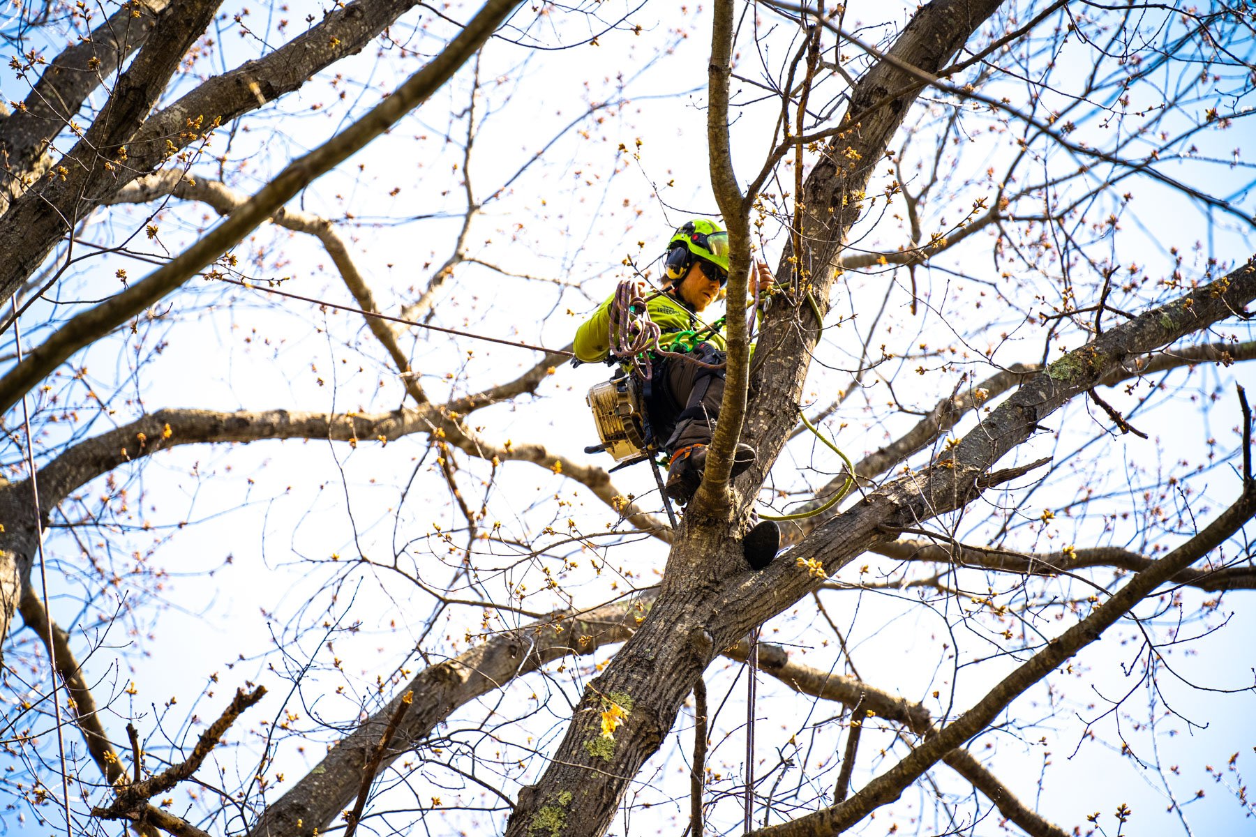 Tree Services in Southern NH, ME, & MA