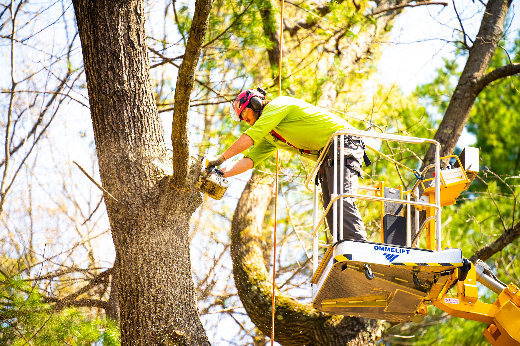 tree care team prunes branch of large tree