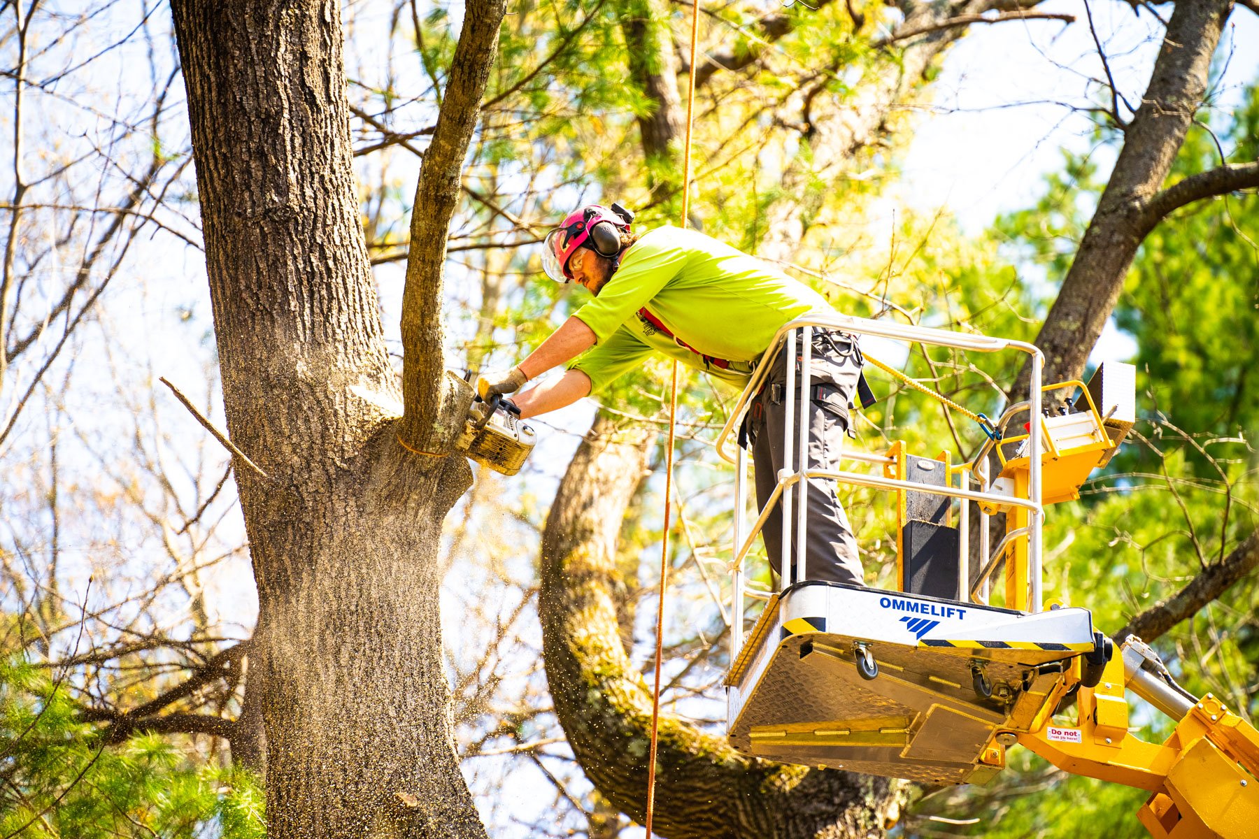 tree care crew lift pruning 5