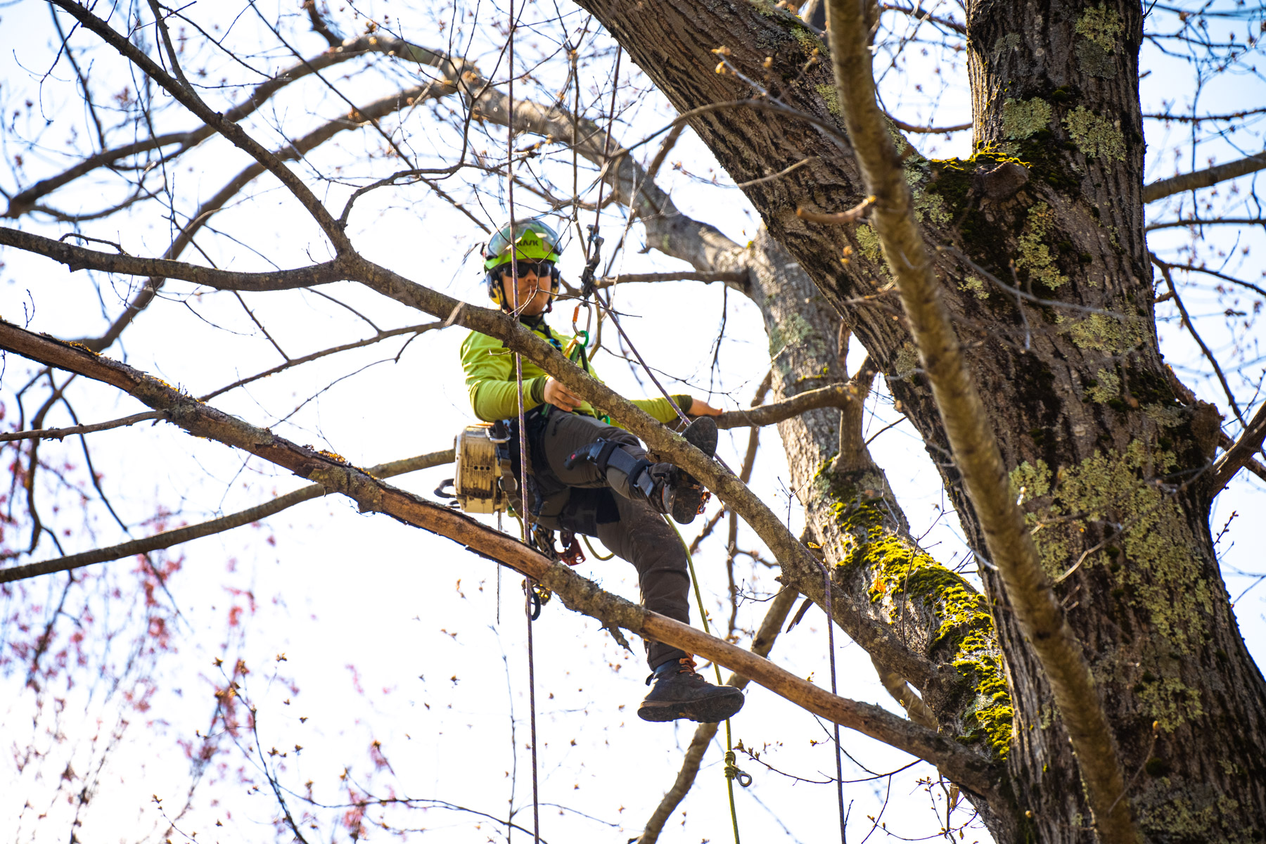 tree care expert prunes large tree